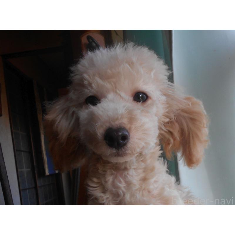 販売中の福岡県のタイニープードル-437534の4枚目